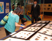 さいたま市青少年宇宙科学館　昆虫標本展示