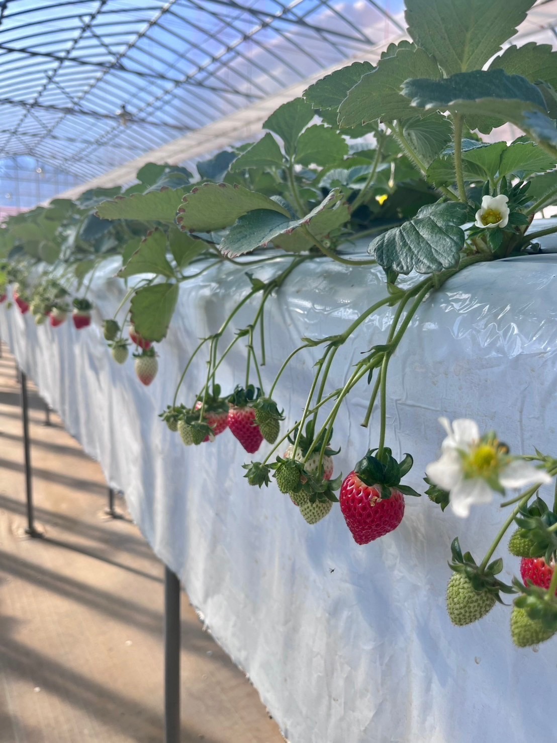 いちご狩り🍓