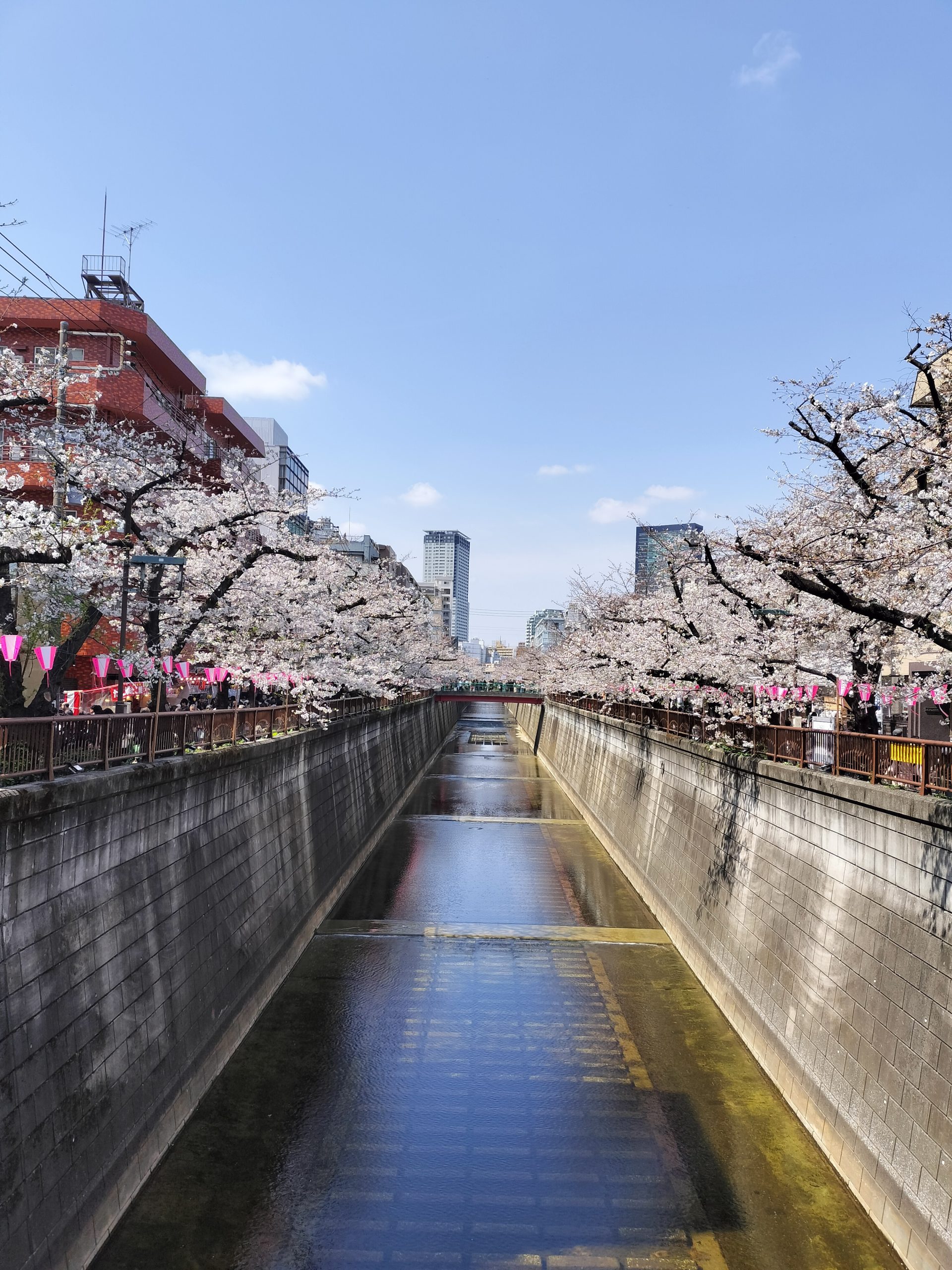 目黒川　桜まつり🌸