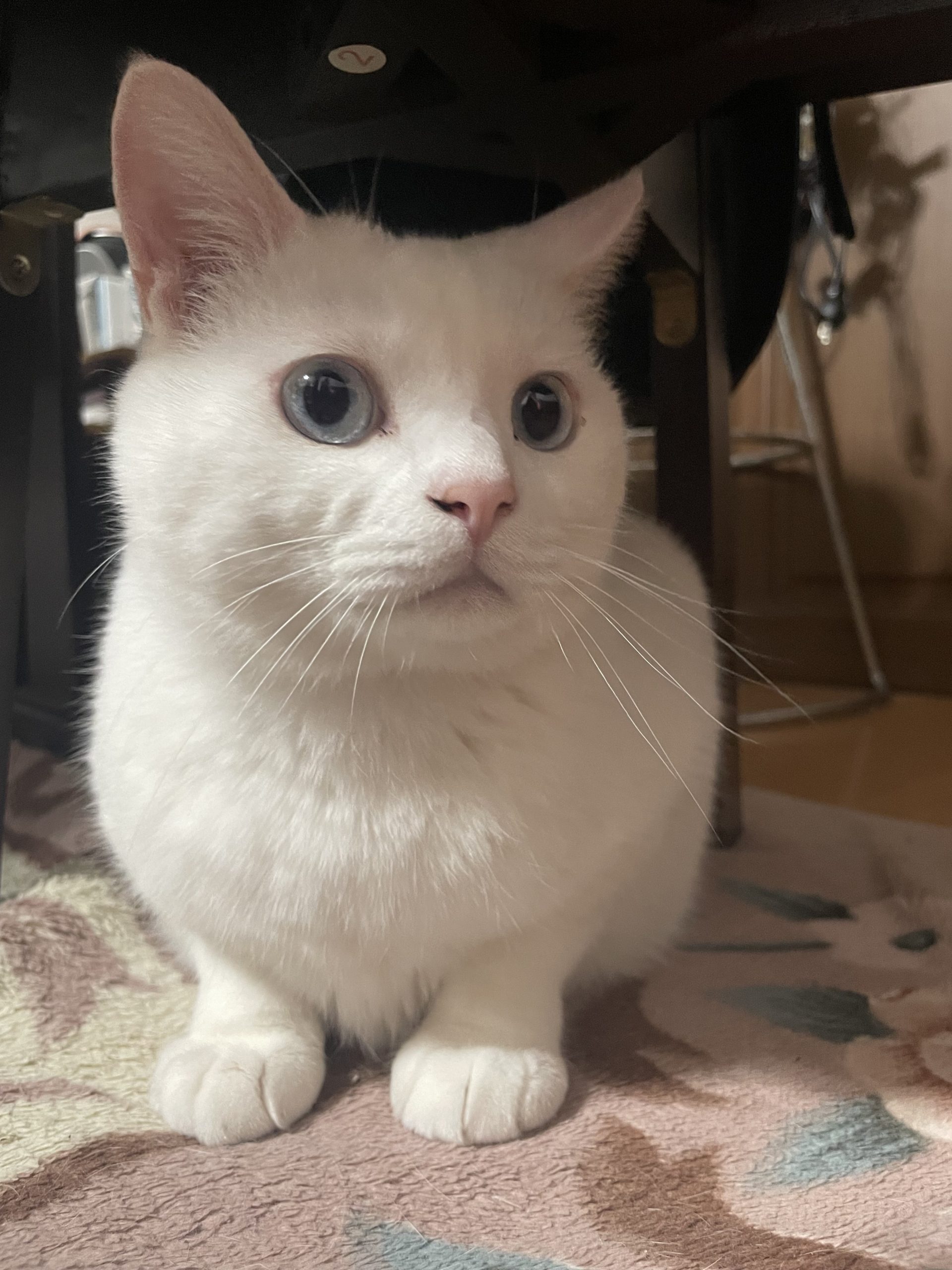 初めまして(*^^*)