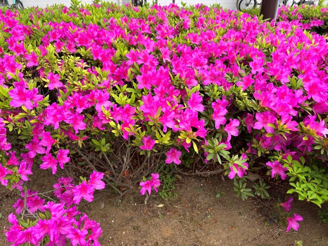 ふじみ野市内でお花を発見！