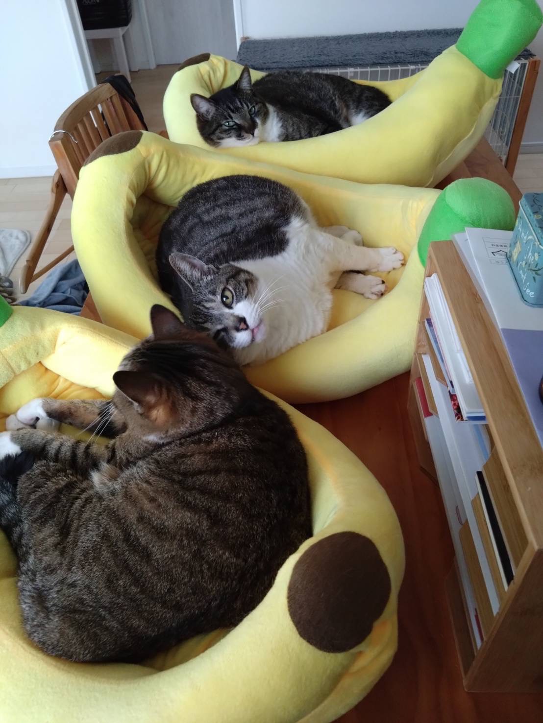 バナナボート猫、始動🍌🐈💨