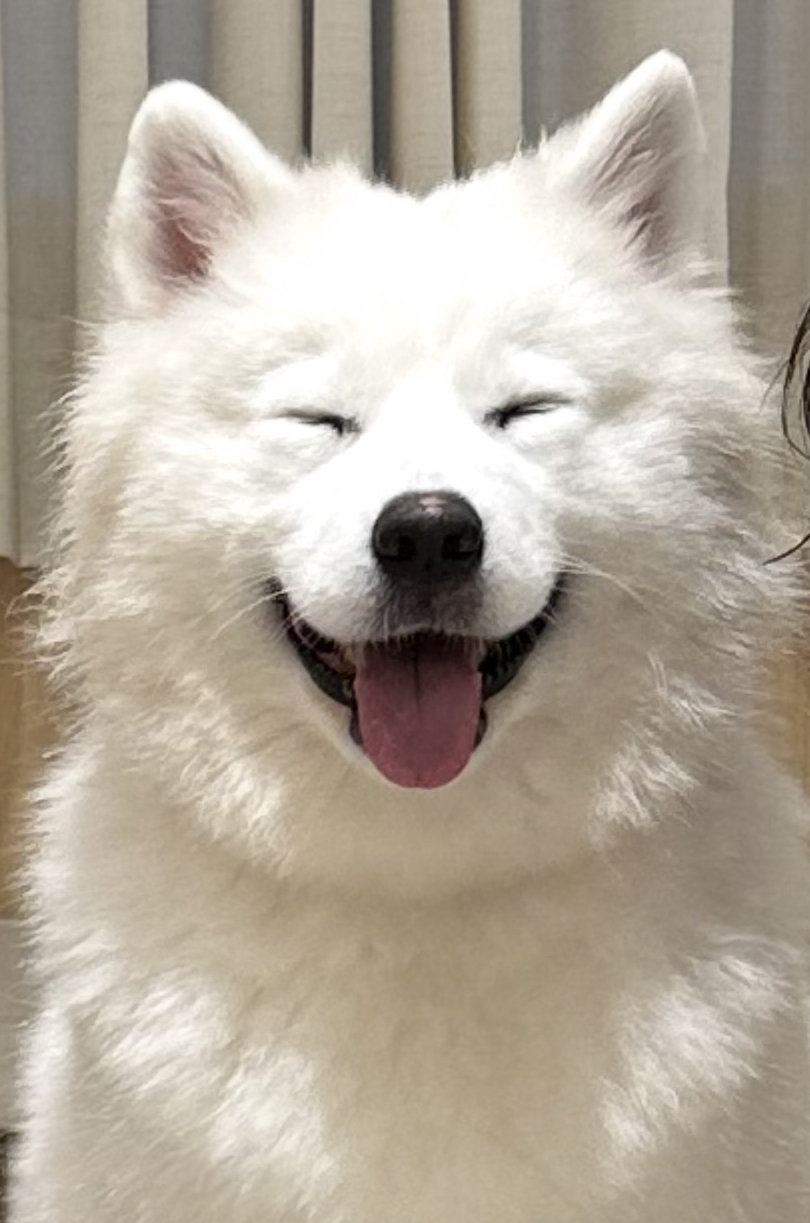 【もふもふ】の偉大さ(´艸｀*)♡