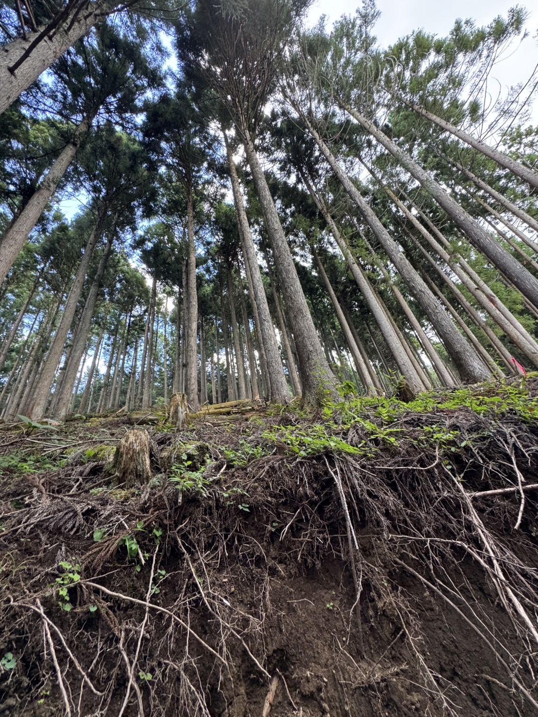 新入社員の初々しいブログ(CHICHIBU編)