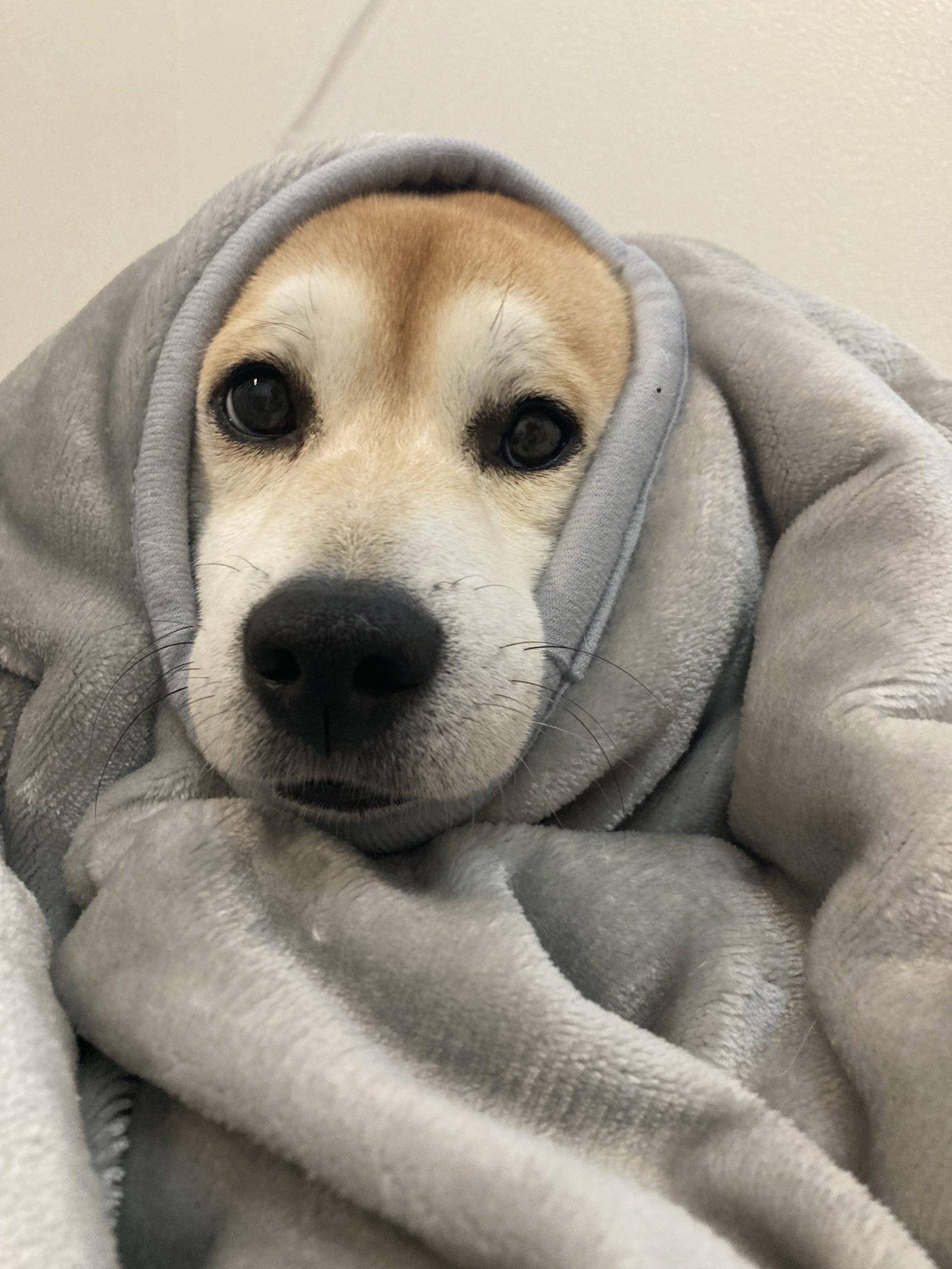 冬限定おばけ👻