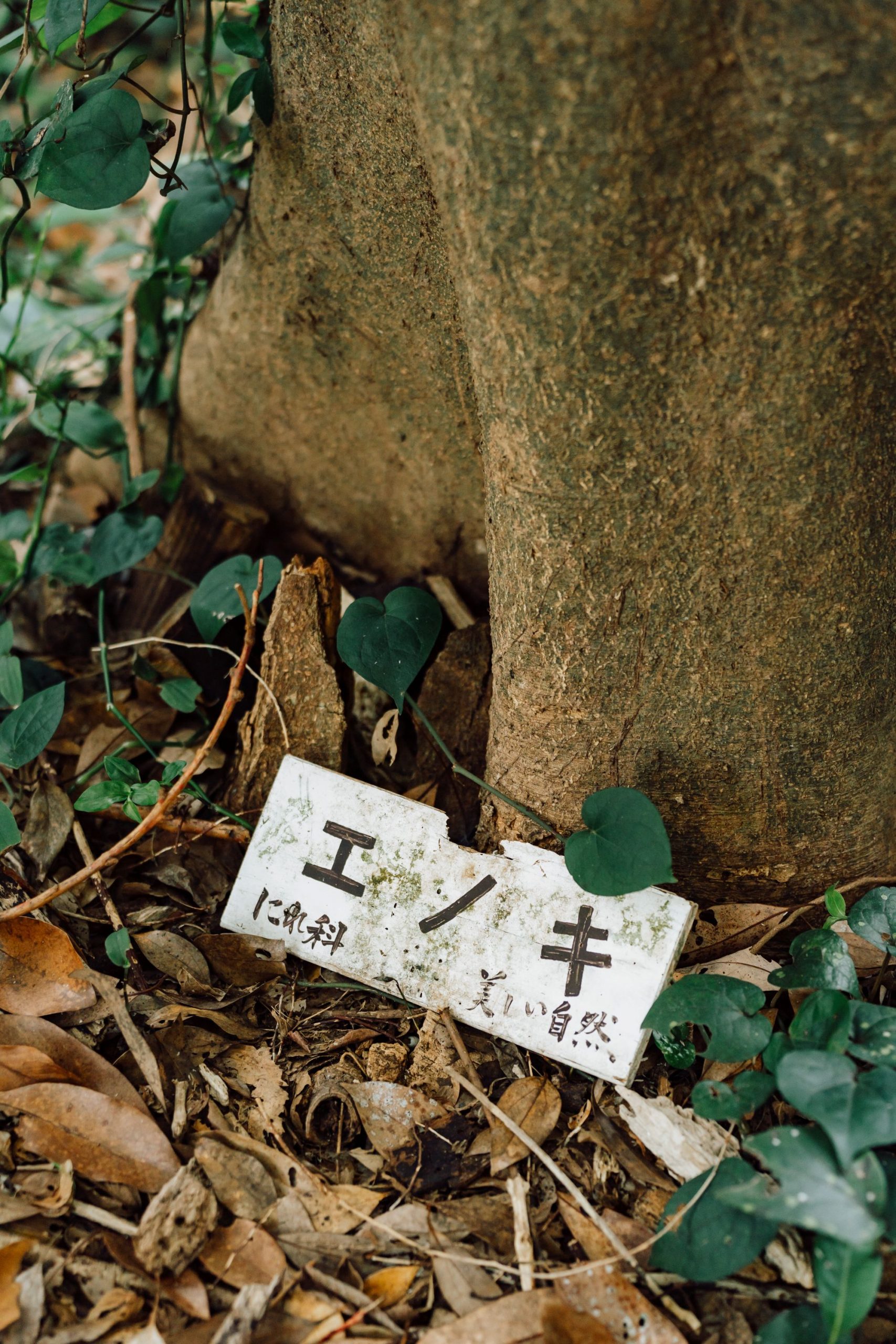 自然がいっぱい🏝