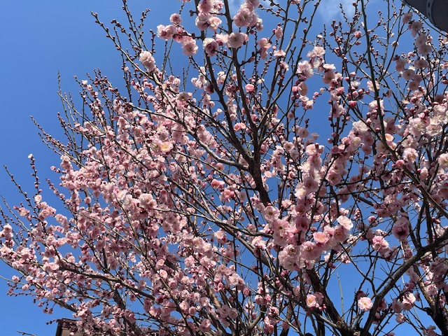 春の香りと幸せづくりの現場