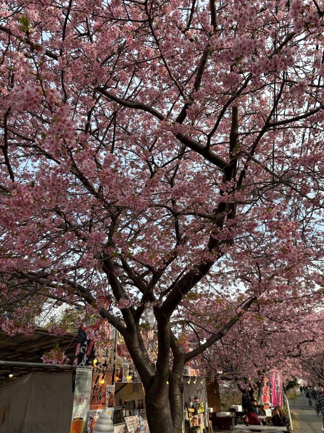 河津桜🌸
