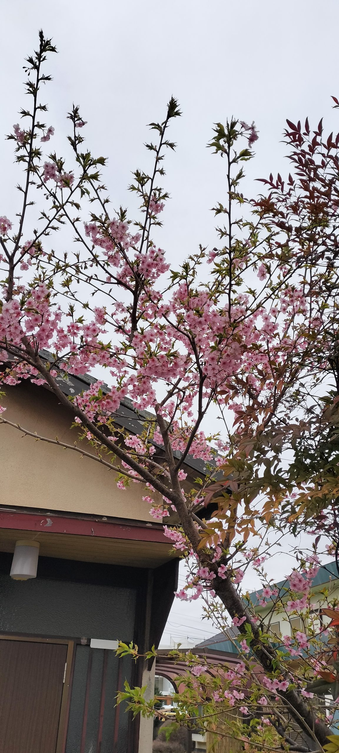 河津桜🌸？