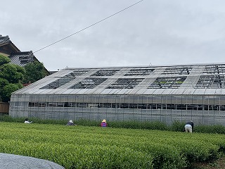 健康診断と茶摘みの風景