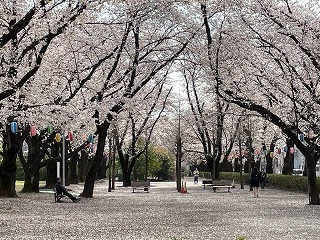 桜と菜の花
