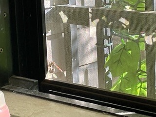 s-IMG_8210.jpg